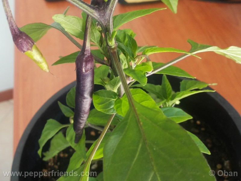 cayenne-purple_001_frutto_%2003.jpg