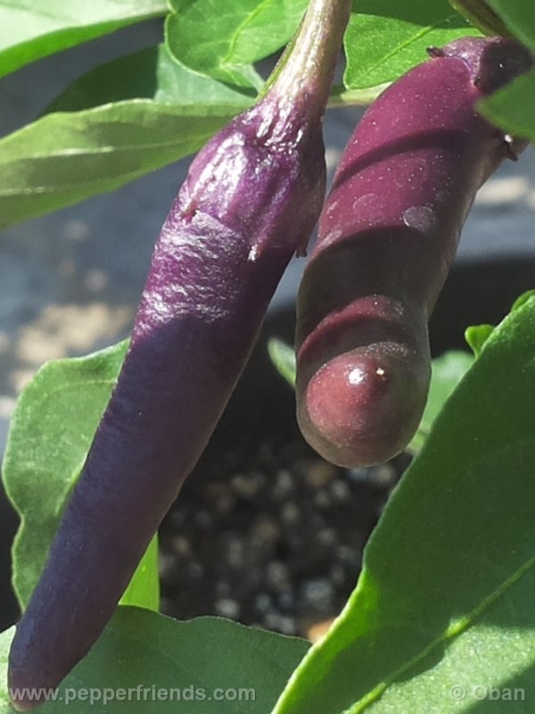 cayenne-purple_001_frutto_%2005.jpg