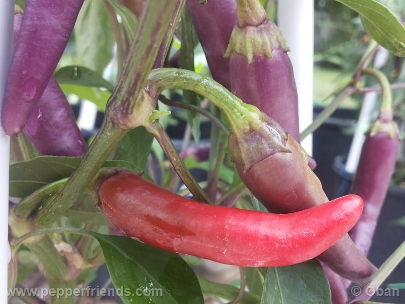 cayenne-purple_001_frutto_%2007.jpg