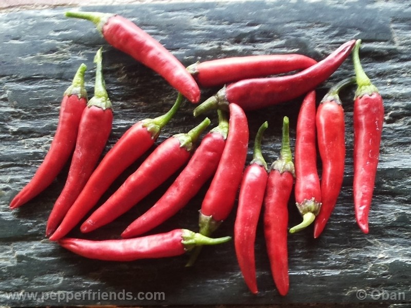 cayenne-purple_001_frutto_%2011.jpg