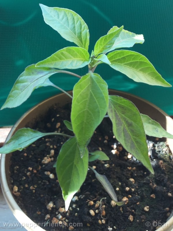 cayenne-purple_001_pianta_%2006.jpg