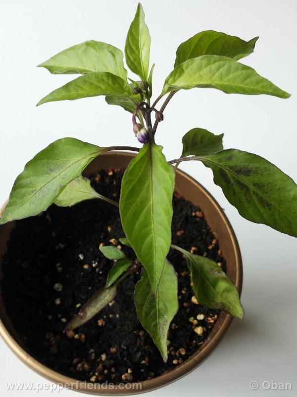 cayenne-purple_001_pianta_%2007.jpg