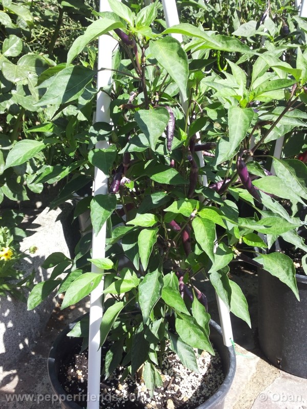 cayenne-purple_001_pianta_%2009.jpg