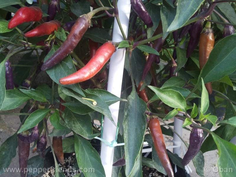 cayenne-purple_001_pianta_%2011.jpg