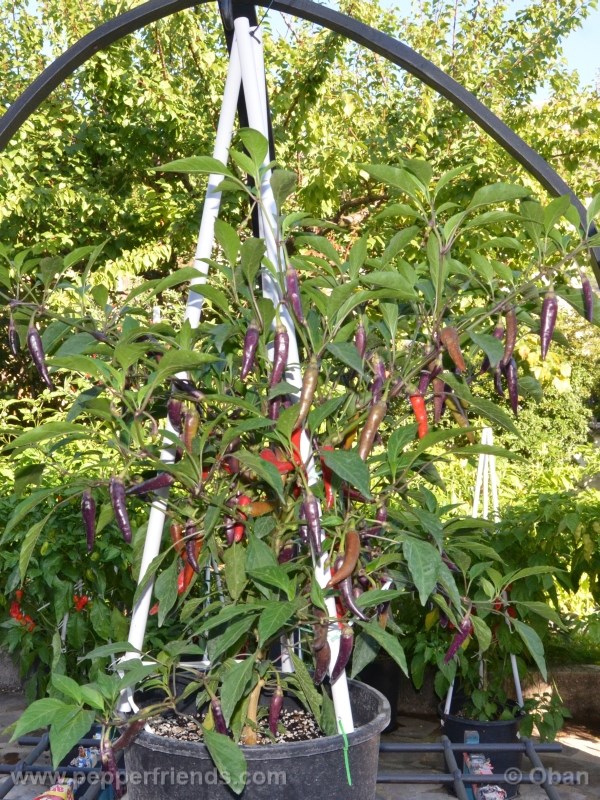 cayenne-purple_001_pianta_%2012.jpg