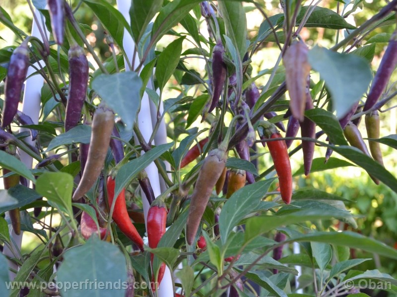 cayenne-purple_001_pianta_%2014.jpg