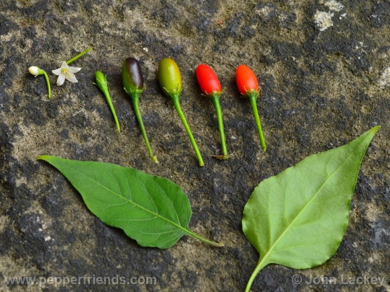https://www.pepperfriends.org/uploads/chacoense-chilecongo/001/chacoense-chilecongo_001_frutto_04.jpg
