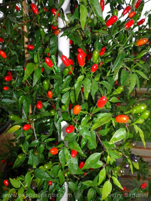 chacoense_001_frutto_05.jpg