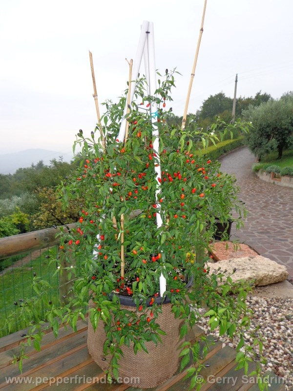 chacoense_001_frutto_06.jpg