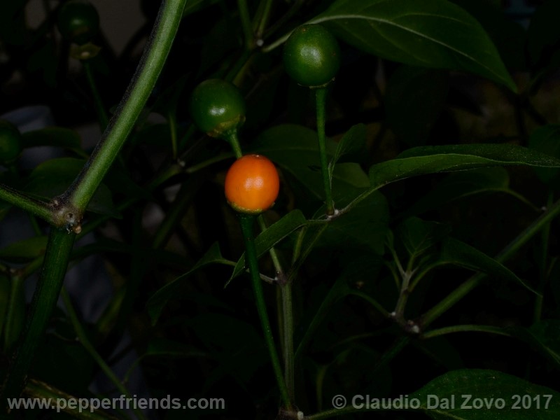 chiltepin-amarillo_001_frutto_05.jpg