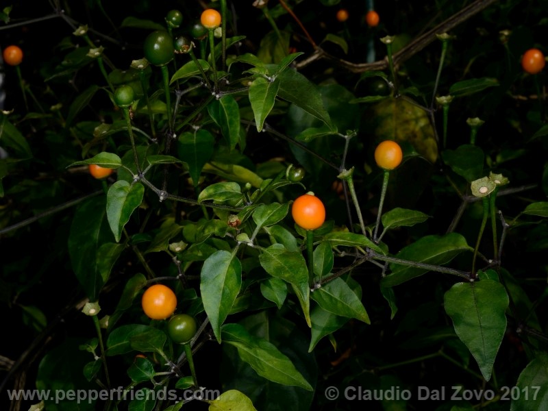 chiltepin-amarillo_001_pianta_10.jpg