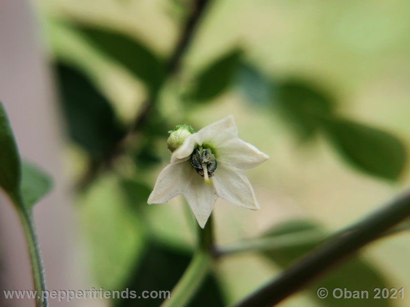 chiltepin-amarillo_002_fiore_02.jpg