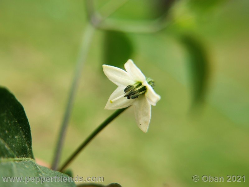 chiltepin-amarillo_002_fiore_03.jpg