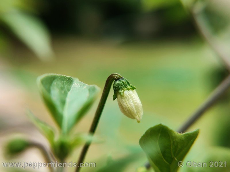 chiltepin-amarillo_002_fiore_06.jpg