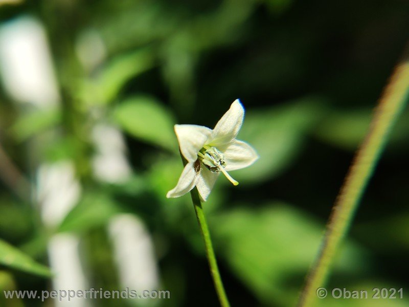 chiltepin-amarillo_002_fiore_07.jpg