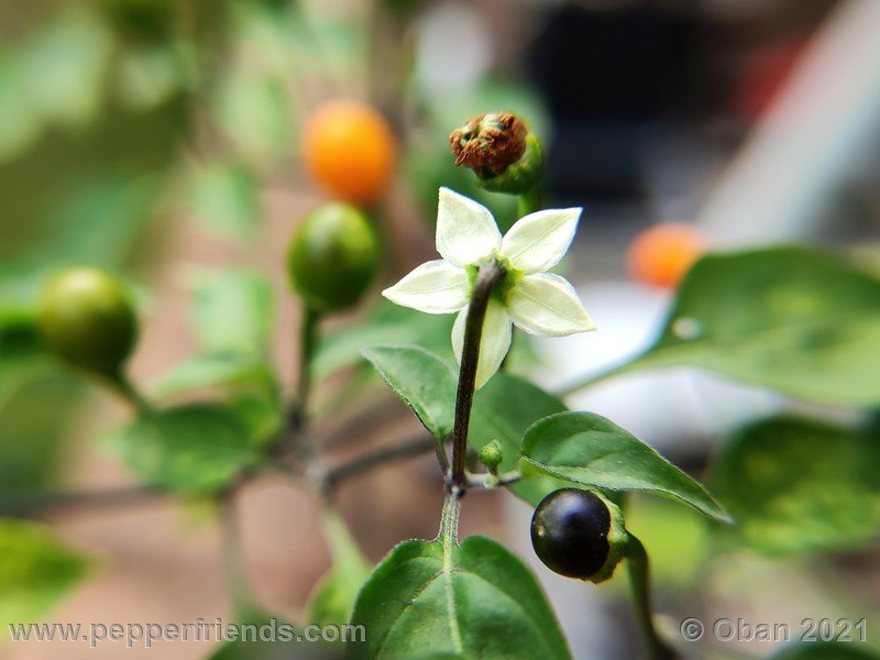 chiltepin-amarillo_002_fiore_11.jpg