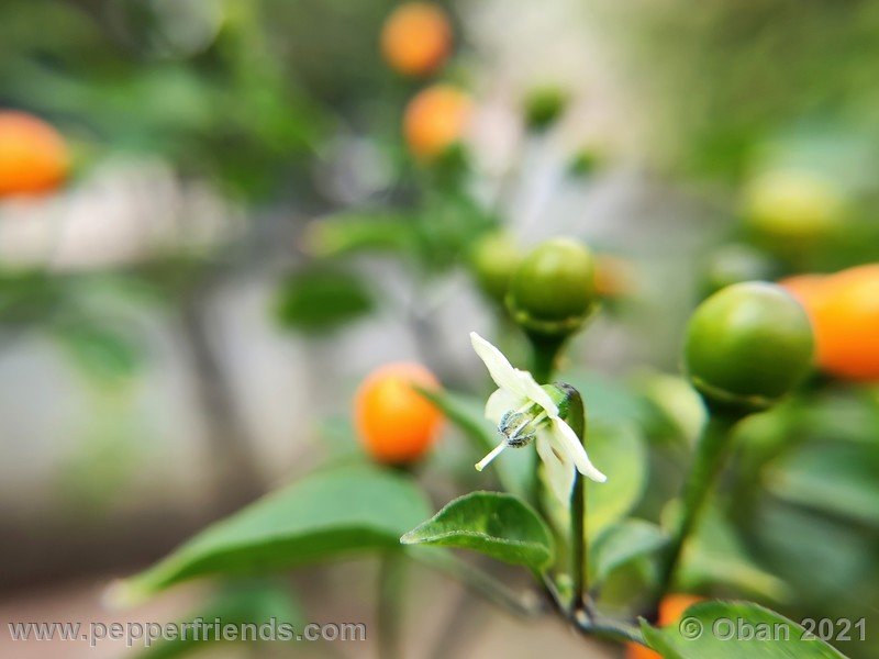 chiltepin-amarillo_002_fiore_12.jpg