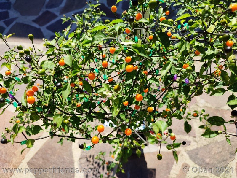 chiltepin-amarillo_002_frutto_09.jpg