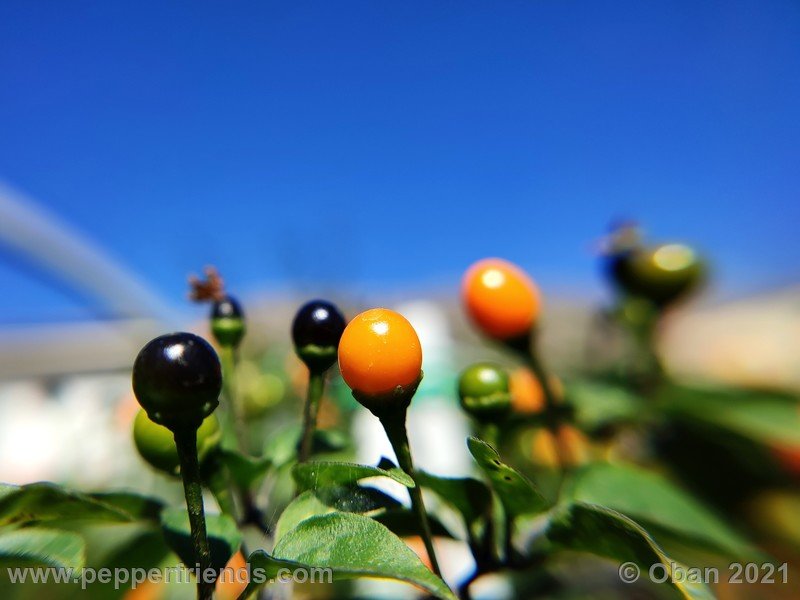 chiltepin-amarillo_002_frutto_12.jpg