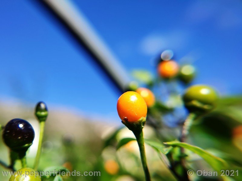 chiltepin-amarillo_002_frutto_13.jpg