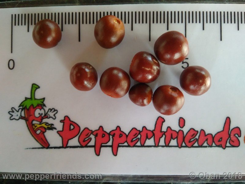 chiltepin-capp_002_12_192981758_Peperoncini2018-1941.jpg