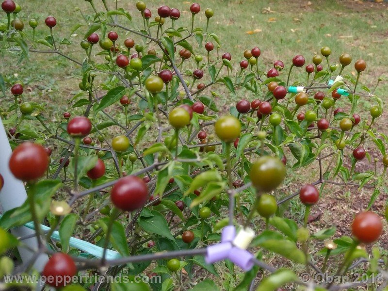 chiltepin-capp_002_16_750047237_Peperoncini2018-2198.jpg