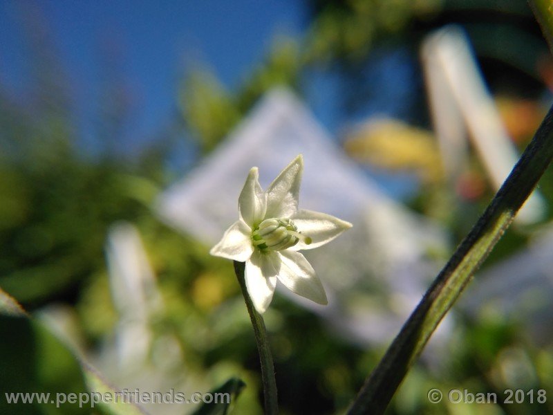 chiltepin-capp_002_24_343509845_Peperoncini2018-1016.jpg