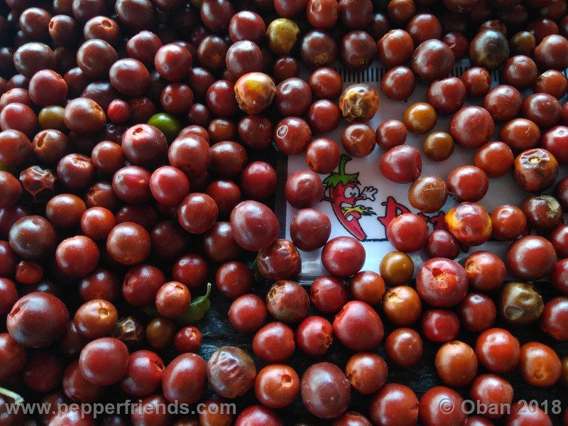 chiltepin-capp_002_2_2018248323_Peperoncini2018-2499.jpg