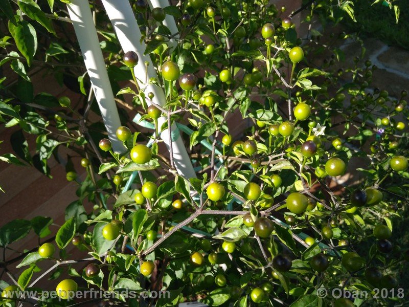 chiltepin-capp_002_41_616336283_Peperoncini2018-1495.jpg