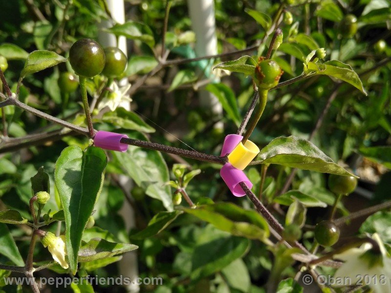 chiltepin-capp_002_4_668281591_Peperoncini2018-1184.jpg