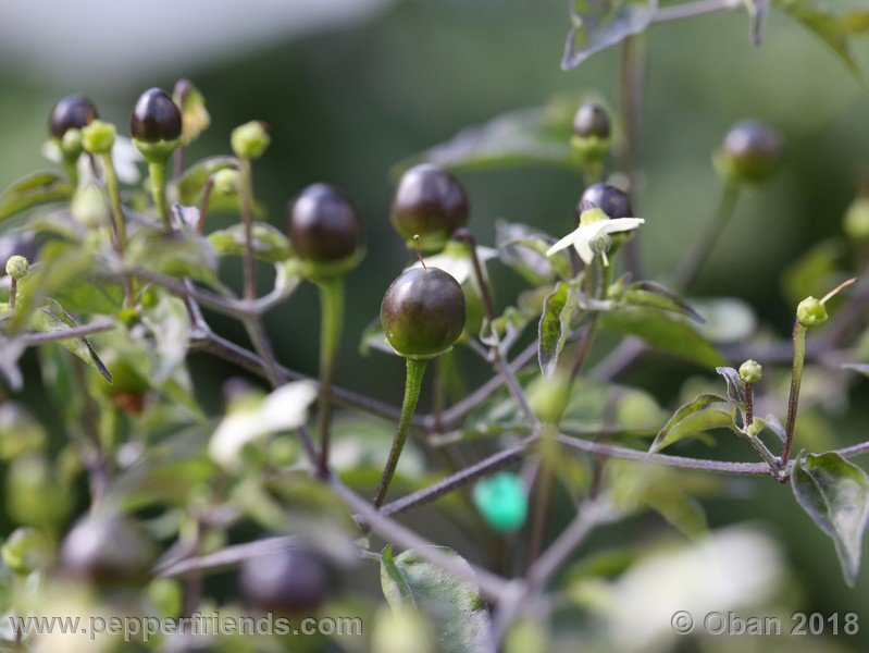 chiltepin-capp_002_8_501238443_Peperoncini2018-1209.JPG.85e699ec152109c0244518b03f5c6d35.JPG