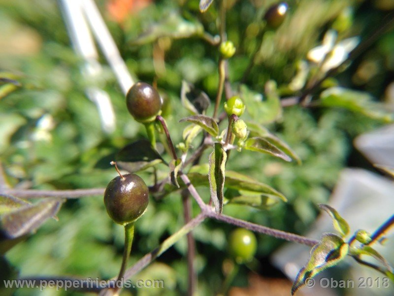 chiltepin-capp_002_9_832958556_Peperoncini2018-1172.jpg