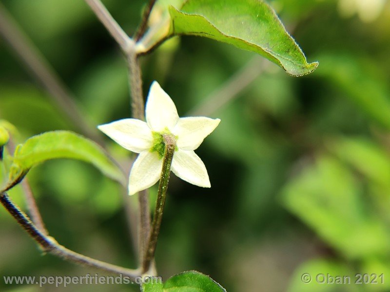 chiltepin-cappuccino_003_fiore_01.jpg