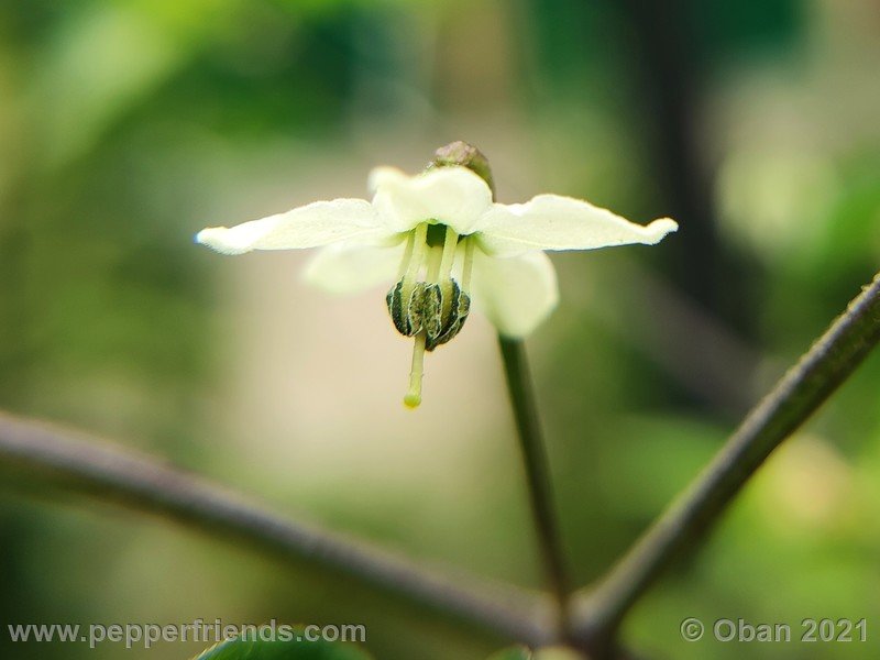 chiltepin-cappuccino_003_fiore_02.jpg