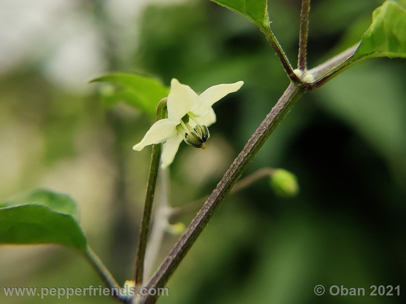 chiltepin-cappuccino_003_fiore_03.jpg