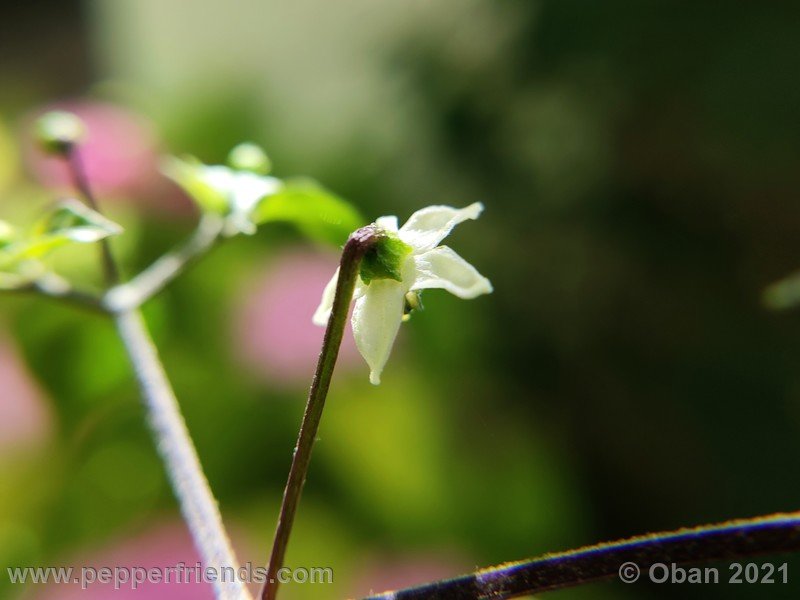 chiltepin-cappuccino_003_fiore_06.jpg