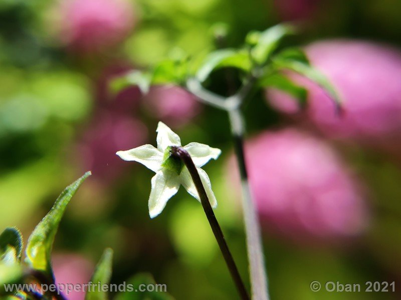 chiltepin-cappuccino_003_fiore_07.jpg