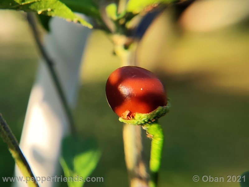 chiltepin-cappuccino_003_frutto_03.jpg