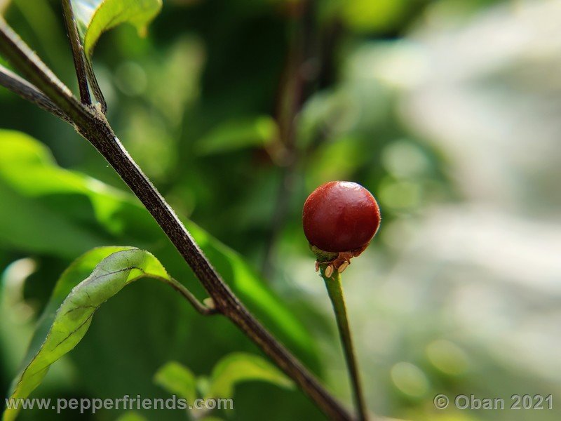 chiltepin-cappuccino_003_frutto_05.jpg