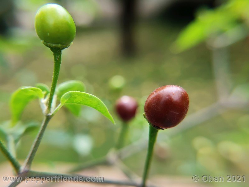 chiltepin-cappuccino_003_frutto_06.jpg