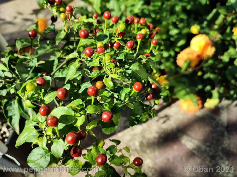 chiltepin-cappuccino_003_frutto_10.jpg