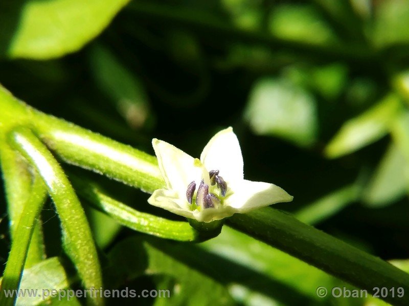 chiltepin-cappuccino-x-bhut-jolokia-mulatto-(f1)_001_fiore_01.jpg