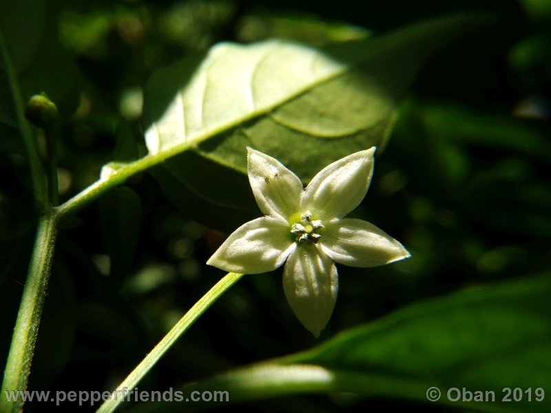 chiltepin-cappuccino-x-bhut-jolokia-mulatto-(f1)_001_fiore_04.jpg