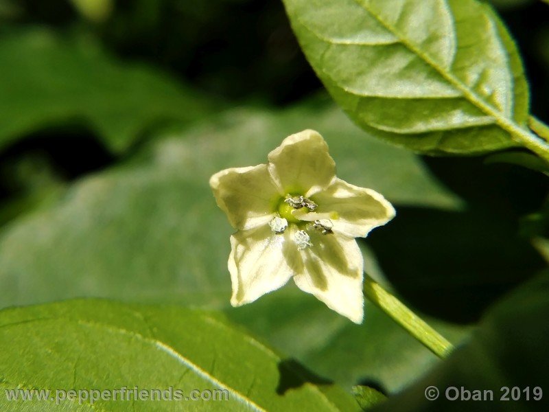 chiltepin-cappuccino-x-bhut-jolokia-mulatto-(f1)_001_fiore_07.jpg