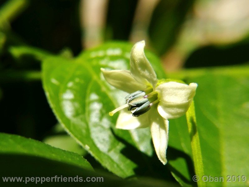 chiltepin-cappuccino-x-bhut-jolokia-mulatto-(f1)_001_fiore_08.jpg