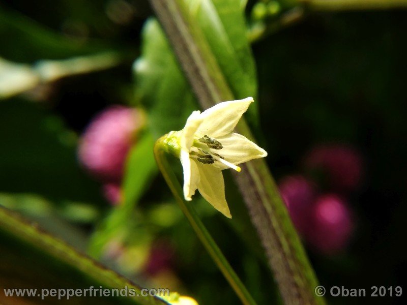 chiltepin-cappuccino-x-bhut-jolokia-mulatto-(f1)_001_fiore_09.jpg