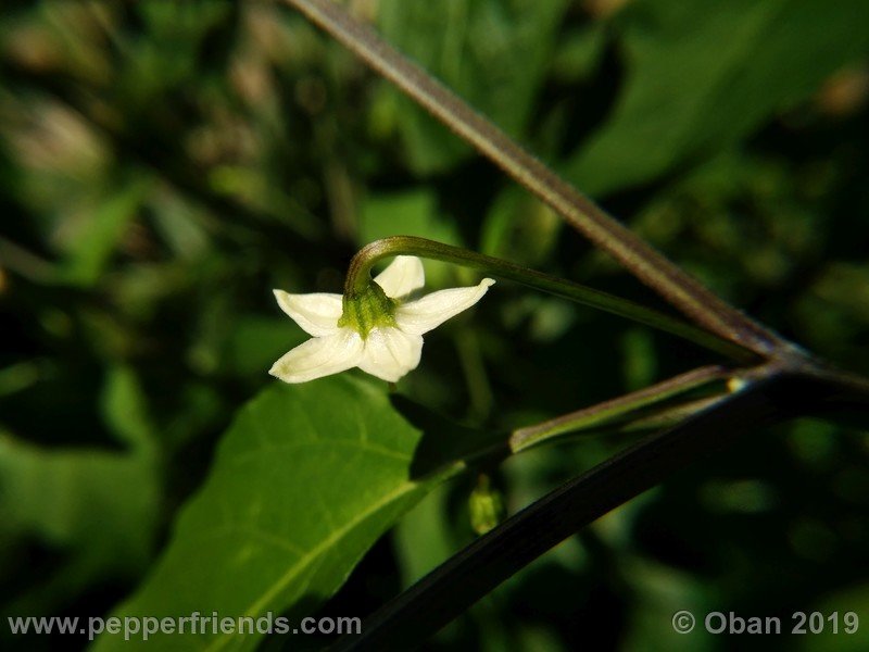 chiltepin-cappuccino-x-bhut-jolokia-mulatto-(f1)_001_fiore_10.jpg