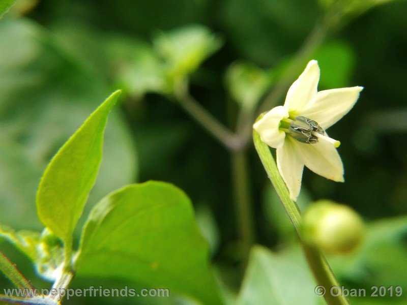 chiltepin-cappuccino-x-bhut-jolokia-mulatto-(f1)_001_fiore_14.jpg