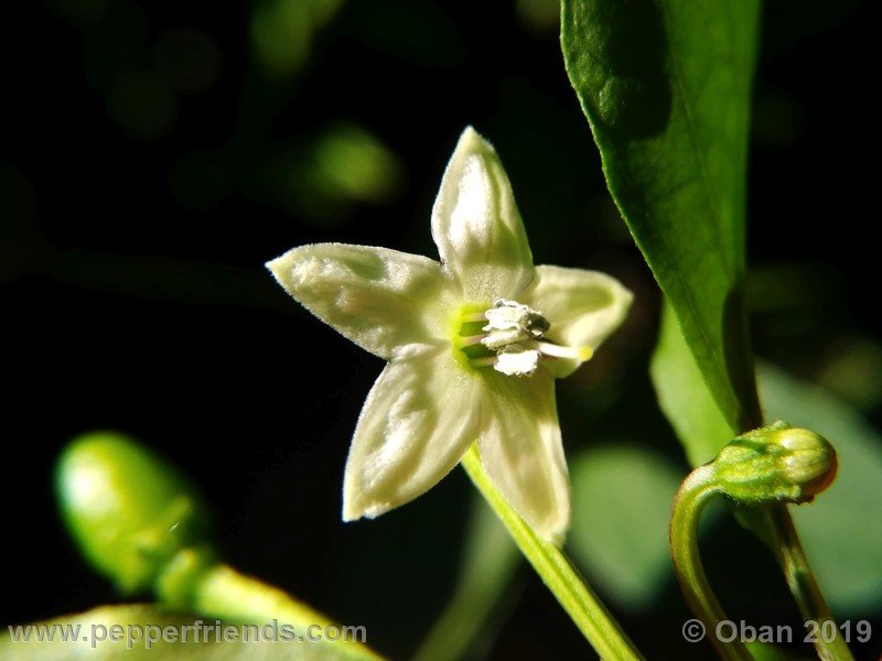 chiltepin-cappuccino-x-bhut-jolokia-mulatto-(f1)_001_fiore_15.jpg