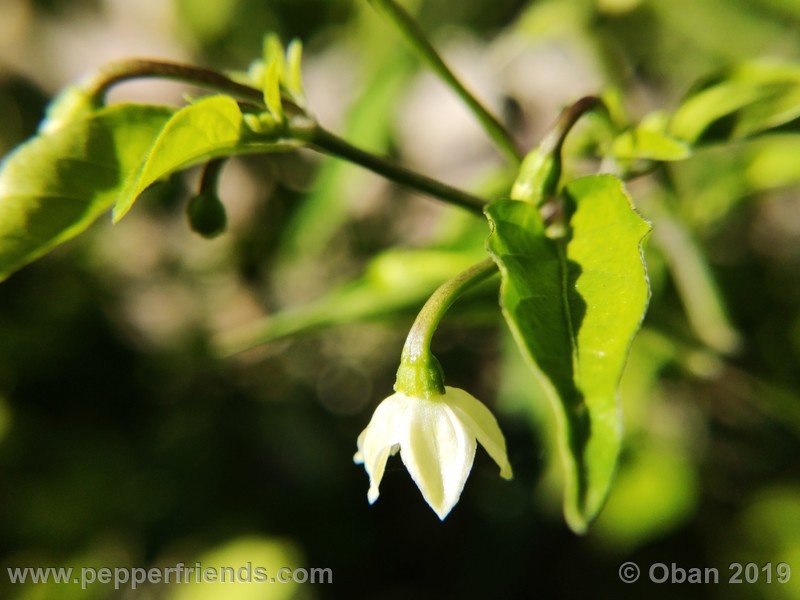 chiltepin-cappuccino-x-bhut-jolokia-mulatto-(f1)_001_fiore_21.jpg